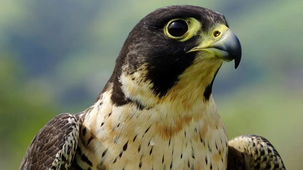 aves de la Subbética